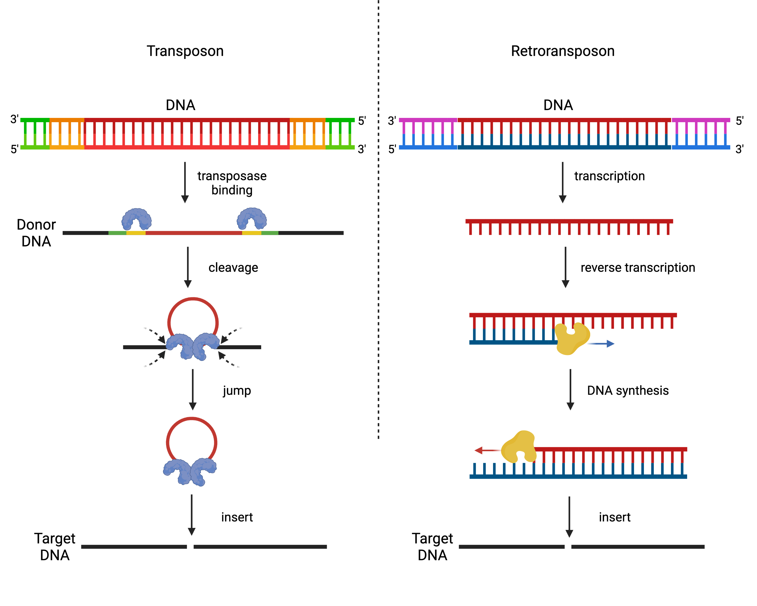 transposable-elements-epigenetics-and-evolution-this-is-epigenetics